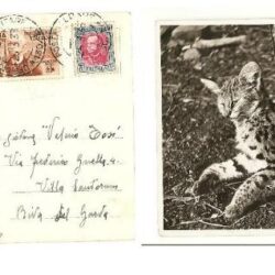 Colonie italiane cartolina affrancata con 10 cent. Etiopia n°1 Sassone + 20 cent. Eritrean°196 Sassone,